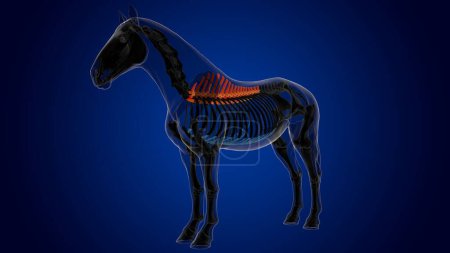 Téléchargez les photos : Vertèbres thoraciques anatomie squelette de cheval pour concept médical rendu 3D - en image libre de droit