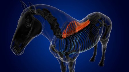 Foto de Vértebras torácicas esqueleto de caballo anatomía para el concepto médico 3D renderizado - Imagen libre de derechos
