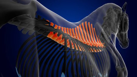 Téléchargez les photos : Vertèbres thoraciques anatomie squelette de cheval pour concept médical rendu 3D - en image libre de droit