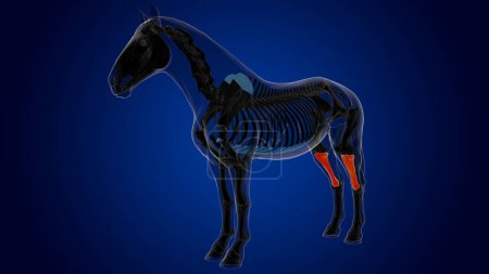 Téléchargez les photos : Anatomie squelette de cheval osseux tibia pour concept médical rendu 3D - en image libre de droit