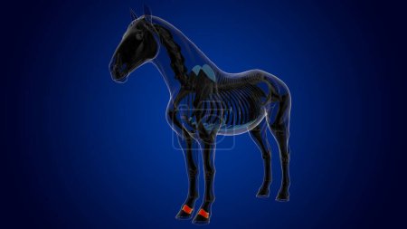 Téléchargez les photos : Anatomie squelette de cheval osseux court pour concept médical rendu 3D - en image libre de droit
