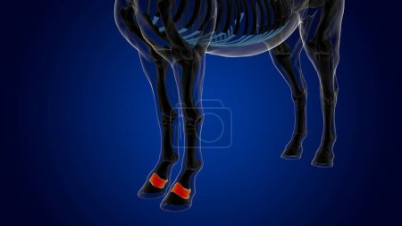 Téléchargez les photos : Anatomie squelette de cheval osseux court pour concept médical rendu 3D - en image libre de droit