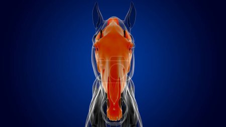 Téléchargez les photos : Anatomie squelette de cheval os crâne pour concept médical rendu 3D - en image libre de droit