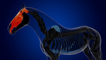 Foto de Anatomía del esqueleto del caballo del hueso del cráneo para la representación 3D del concepto médico - Imagen libre de derechos