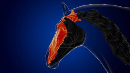 Téléchargez les photos : Anatomie squelette de cheval os crâne pour concept médical rendu 3D - en image libre de droit