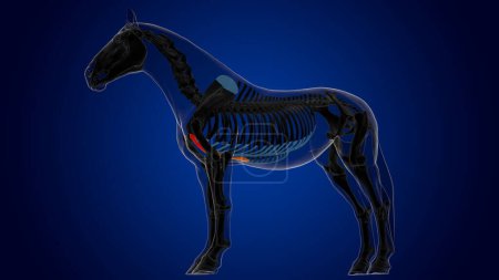 Foto de Anatomía del esqueleto del caballo del hueso del esternón para la representación 3D del concepto médico - Imagen libre de derechos