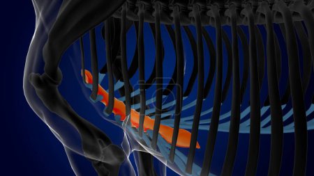 Téléchargez les photos : Sternum squelette de cheval osseux anatomie pour concept médical rendu 3D - en image libre de droit