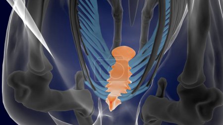 Téléchargez les photos : Sternum squelette de cheval osseux anatomie pour concept médical rendu 3D - en image libre de droit