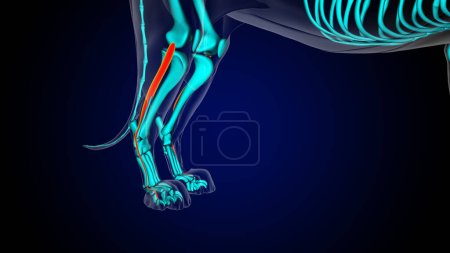 Photo for Extensor digitorum lateralis leg muscle lion muscle anatomy for medical concept 3D illustration - Royalty Free Image