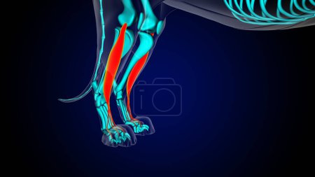 Photo for Extensor digitorum longus muscle lion muscle anatomy for medical concept 3D illustration - Royalty Free Image
