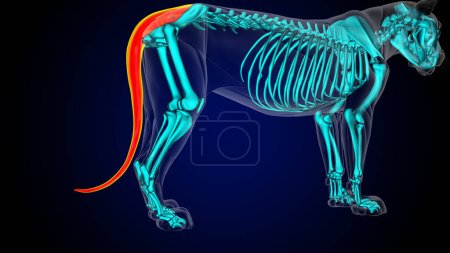 Photo for Tail muscle of lion muscle anatomy for medical concept 3D illustration - Royalty Free Image