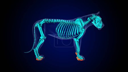 Photo for Back pads of lion anatomy for medical concept 3D illustration - Royalty Free Image
