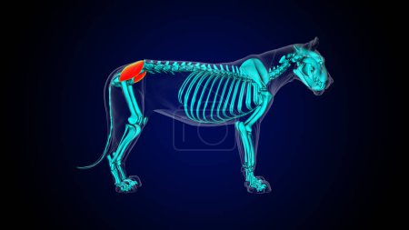Photo for Gluteus medius muscle lion muscle anatomy for medical concept 3D illustration - Royalty Free Image