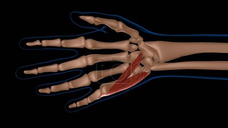 Téléchargez les photos : Anatomie musculaire féminine humaine pour concept médical illustration 3D - en image libre de droit
