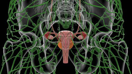 Sistema urinario femenino de la ilustración 3D con el útero para el concepto médico