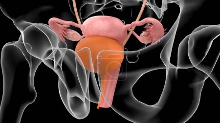 Sistema urinario femenino de la ilustración 3D con el útero para el concepto médico