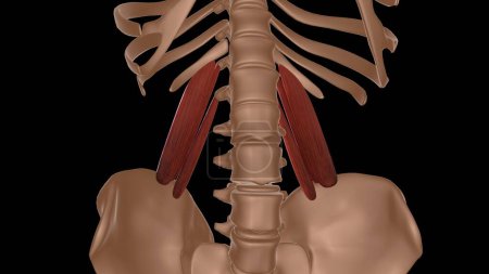menschliche weibliche Muskelanatomie für medizinisches Konzept 3D-Illustration