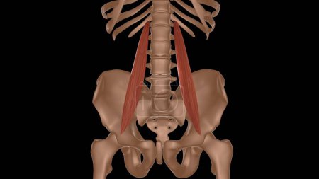 anatomía muscular femenina humana para el concepto médico 3d ilustración