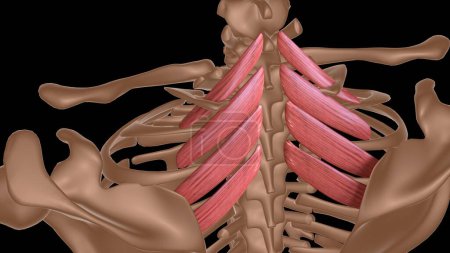 anatomía muscular femenina humana para el concepto médico 3d ilustración