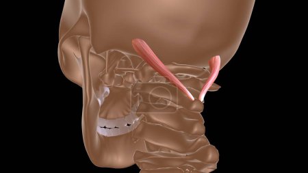 anatomie musculaire féminine humaine pour concept médical illustration 3D