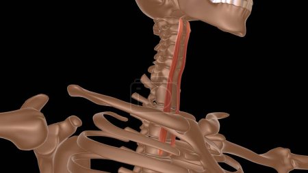 Foto de Anatomía muscular femenina humana para el concepto médico 3d ilustración - Imagen libre de derechos