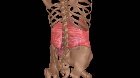 human female muscle anatomy for medical concept 3d illustration