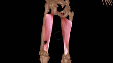 Photo for Human female muscle anatomy for medical concept 3d illustration - Royalty Free Image