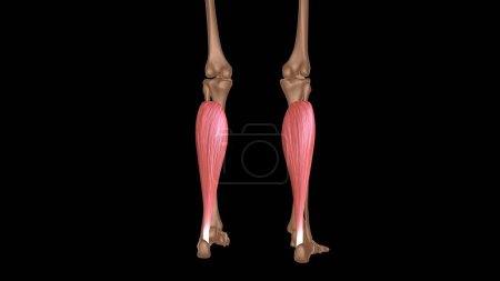 human female muscle anatomy for medical concept 3d illustration