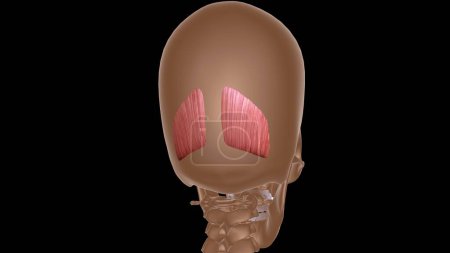 menschliche weibliche Muskelanatomie für medizinisches Konzept 3D-Illustration