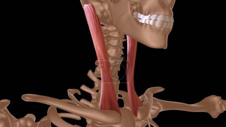 Photo for Human female muscle anatomy for medical concept 3d illustration - Royalty Free Image
