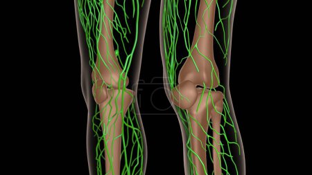 anatomie des ganglions lymphatiques féminins avec squelette pour concept médical Illustration 3D