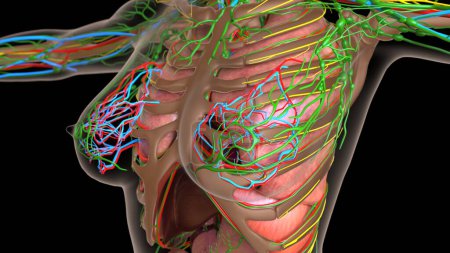 anatomie des ganglions lymphatiques féminins avec organes internes pour concept médical Illustration 3D