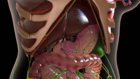 weibliche Lymphknoten Anatomie mit inneren Organen für medizinisches Konzept 3D-Illustration