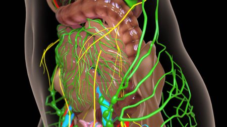 weibliche Lymphknoten Anatomie mit inneren Organen für medizinisches Konzept 3D-Illustration
