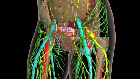 anatomía de los ganglios linfáticos femeninos con órganos internos para el concepto médico 3d ilustración