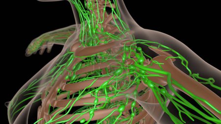 Téléchargez les photos : Anatomie des ganglions lymphatiques féminins avec squelette pour concept médical Illustration 3D - en image libre de droit