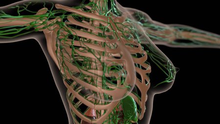 Téléchargez les photos : Anatomie des ganglions lymphatiques féminins avec squelette pour concept médical Illustration 3D - en image libre de droit