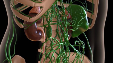 anatomie des ganglions lymphatiques féminins avec squelette pour concept médical Illustration 3D