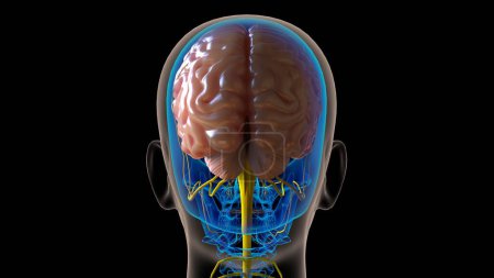 Human brain central nervous system anatomy for medical concept 3D illustration