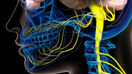 Anatomie des zentralen Nervensystems des menschlichen Gehirns für medizinisches Konzept 3D-Illustration