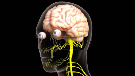 Human brain central nervous system anatomy for medical concept 3D illustration