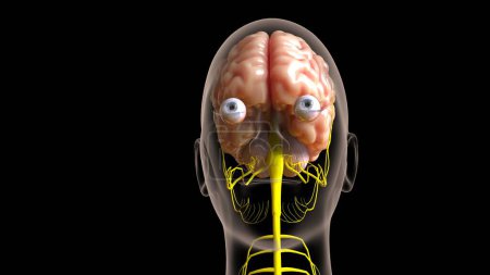 Anatomía del sistema nervioso central del cerebro humano para el concepto médico Ilustración 3D