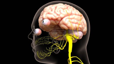 Anatomía del sistema nervioso central del cerebro humano para el concepto médico Ilustración 3D