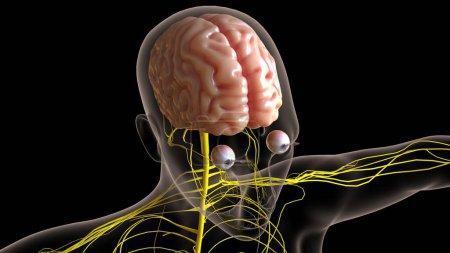 Anatomie des zentralen Nervensystems des menschlichen Gehirns für medizinisches Konzept 3D-Illustration
