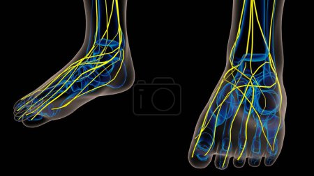 Foto de Anatomía del sistema nervioso humano para la ilustración 3D del concepto médico - Imagen libre de derechos