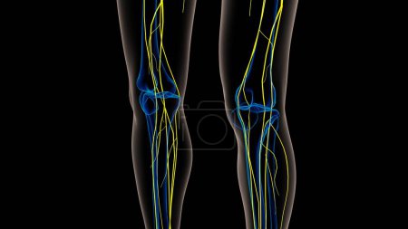 Téléchargez les photos : Anatomie du système nerveux humain pour le concept médical Illustration 3D - en image libre de droit