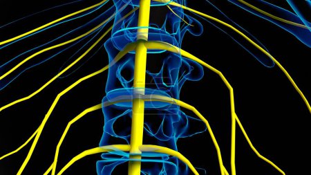 Human nervous system anatomy for medical concept 3D illustration