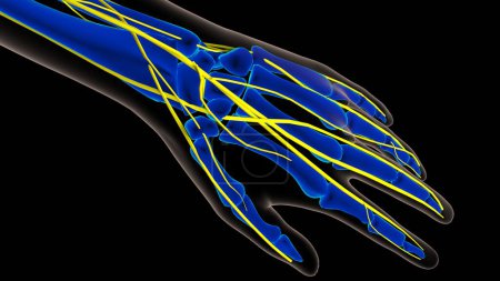 Human nervous system anatomy for medical concept 3D illustration