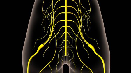 Foto de Anatomía del sistema nervioso humano para la ilustración 3D del concepto médico - Imagen libre de derechos