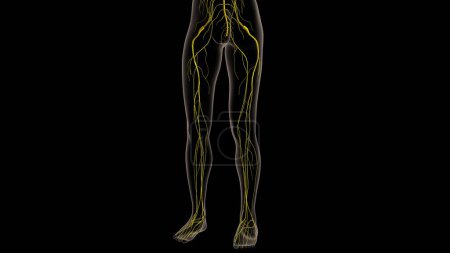 Anatomie des menschlichen Nervensystems für medizinische Konzepte 3D-Illustration